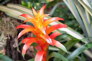 Bromelien-Vielfalt in der Wilhelma